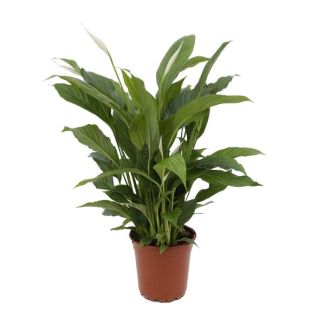 La plante à cuillère ou le lys de la paix, connue pour ses fleurs blanches, Spathiphyllum Torelli - Ø17cm - ↕65cm