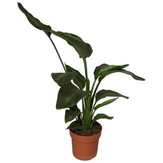 Plante Oiseau de Paradis Blanche, Plante Verte Tropicale, Strelitzia Nicolai, Ø17cm - ↕65cm