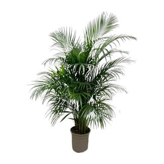 Palmier Areca - Palmier d'or