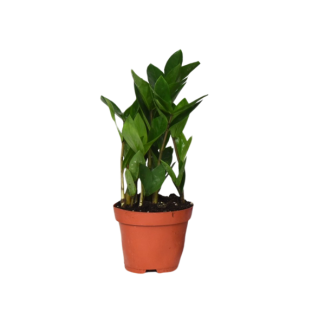 Zamioculcas - Ø12 cm - ↕30 cm