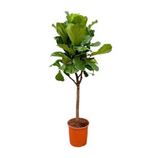 Ficus Lyrata avec des feuilles en forme de violon, variante arbre de la plante à feuilles de violon - 180 cm de hauteur, ⌀30