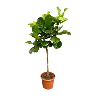 Grande variante Ficus Lyrata - Plante à feuilles de violon XXL - 200 cm - ø40 - Esthétique - Purificateur d'air