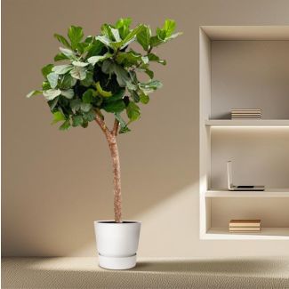 XXXL Ficus Lyrata arbre de 230 cm, ø42 - Plante à feuilles de violon pour divers espaces