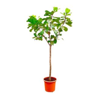 Plante à feuilles de violon/ arbre XXXL, Plante d'intérieur tropicale, Arbre Ficus Lyrata XXXL Ø45-270cm de hauteur