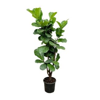 Ficus Lyrata ramifiée purificatrice d'air - 150 cm - Plante à feuilles de violon pour un climat intérieur sain