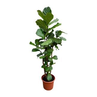 Plante à feuilles de violon ramifiée XXL - Ficus Lyrata de 200 cm de haut - ø45 - Plante d'intérieur pour lumière indirecte