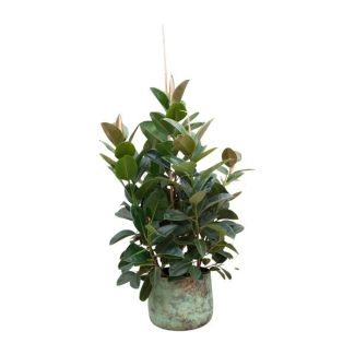 Plante d'intérieur compacte Ficus Robusta - Ficus ramifié intérieur - environ 150 cm de haut - ø38