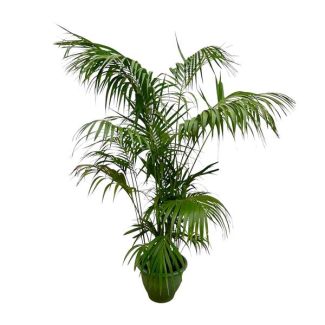 Grande palmier Kentia - Howea Forsteriana remarquable - 260cm - ø35 - Palmier Kentia XXL