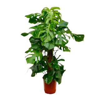 Une plante à trous XXL, plante d'intérieur verte, tropicale, Monstera Deliciosa XXL - 140 cm - ⌀27