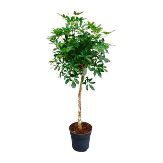 Arbre à doigts avec tronc élancé | Schefflera sur tronc de 170 cm de haut | Plante d'intérieur attrayante