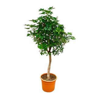 Plante d'intérieur facile d'entretien Schefflera sur tige | Figuier à doigts vert de 200 cm de haut - ø40 cm