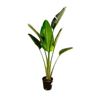 Plante d'intérieur exotique fleur de paradis | Strelitzia Augusta pour l'intérieur et l'extérieur - 180 cm de haut, ⌀24
