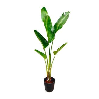 Grande plante d'intérieur Fleur de paradis blanche | Strelitzia Augusta facile d'entretien | 2,1 mètres de haut
