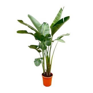 Strelitzia Augusta XXL intérieur | Plante d'intérieur purificatrice d'air Strelitzia Augusta - 250 cm - ø38