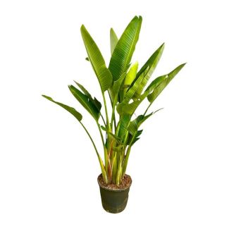 Plante d'intérieur à structure multi-troncs - Strelitzia Augusta multi-tronc XXL - 225 cm - ø32