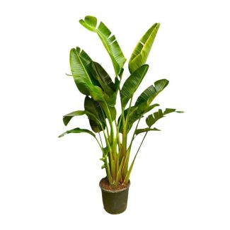 Plante d'intérieur XXL à plusieurs tiges Strelitzia Augusta - 2,5 m de haut - ø30