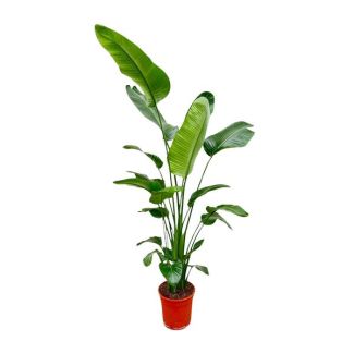 Strelitzia Nicolai 180 cm - Grande Plante d'Intérieur - Plante purificatrice d'air puissante pour divers espaces