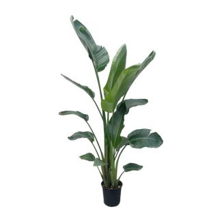 Strelitzia Nicolai XXL 190 cm - Plante d'intérieur impressionnante avec de grandes feuilles - ø34