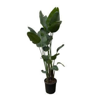 Strelitzia Nicolai XXL | 250 cm - ø34 | Plante d'intérieur imposante pour lumière indirecte