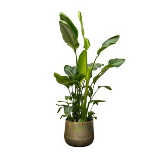 Grande version de la Strelitzia Nicolai de luxe | Plante d'intérieur verte - 250 cm - ø40 - Propriétés purificatrices de l'air