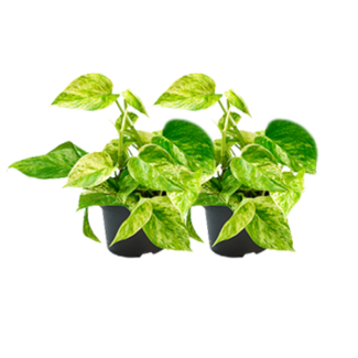 2 petites plantes Epipremnum - parfaites pour les salons et les chambres