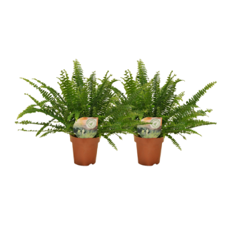 Plante fougère frisée 2 pièces - Plante d'intérieur purificatrice d'air