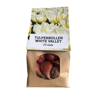 20x Bulbes de Tulipes White Valley - bulbes à fleurs - tulipes - Blanc
