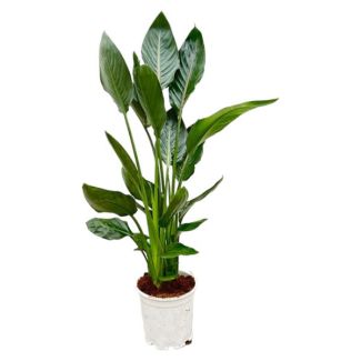Plante d'intérieur exotique Strelitzia Reginae - 110 cm de haut - Ø21 - Entretien facile