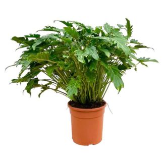 Philodendron Xanadu – Plante d'intérieur tropicale 80 cm – Ø27 cm