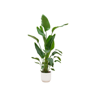 Ensemble de Strelitzia Nicolai et pot blanche - plante d'intérieur de 160 cm de hauteur avec pot inclus