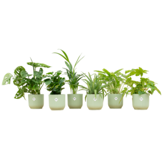 Mélange de plantes vertes avec 6 plantes d'intérieur - plantes surprises dans des pots verts sorbet Ø14