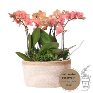 3 Orchidées Papillon Bolzano + Succulentes dans un panier avec réservoir d'eau