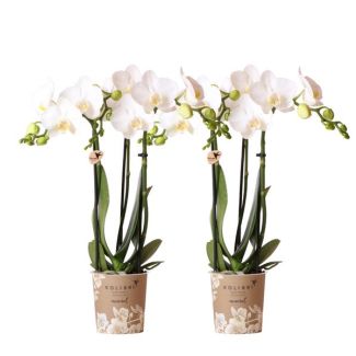 2 pièces d'orchidées papillon Amabilis