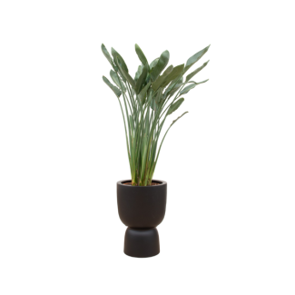 Offre combinée - Strelitzia Reginae incluant elho Amber Coupe noir Ø41 - 190 cm