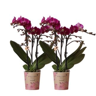 2 Pièces d'Orchidées Papillon Morelia
