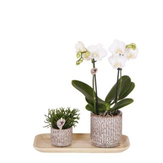 Orchidée papillon Amabilis + succulent dans pot décoratif Jaguar sur plateau en bambou