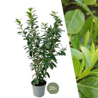 20 pièces de Lauriercerisier Novita = 10 mètres de Haie