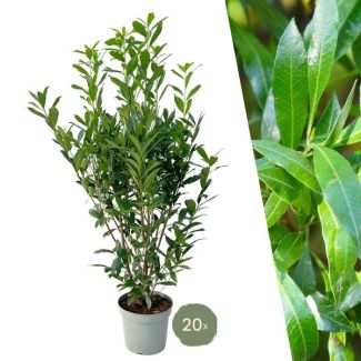 20 pièces de Lauriercerise = 10 mètres de Haie
