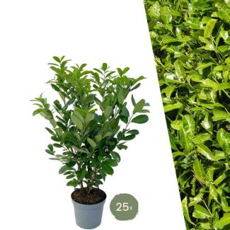 25 pièces de Lauriercerisier Rotundifolia = 10 mètres de haie
