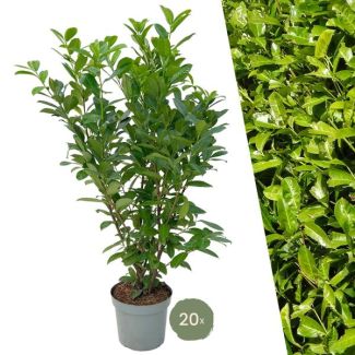 20 pièces de Laurier cerise Rotundifolia = 10 mètres de Haie