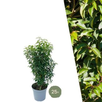 25 pièces de Laurier portugais = 10 mètres de haie