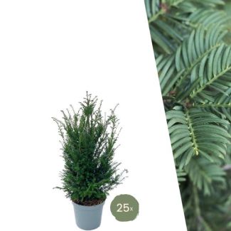 25 pièces de Taxus = 10 mètres de haie
