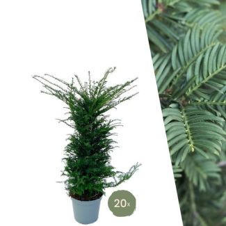 20 pièces de Taxus = 10 mètres de haie