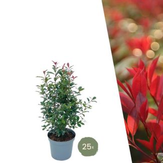 20 pièces de Photinia fraseri = 10 mètres de haie