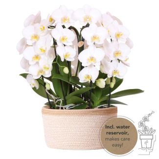3 Orchidées papillon + succulent dans un panier en coton avec réservoir d'eau