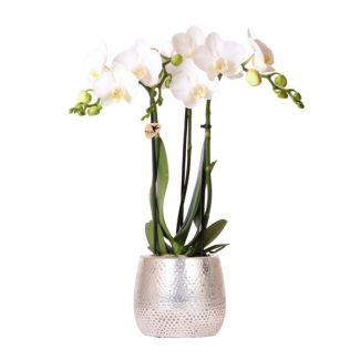 Orchidée Papillon Amabilis, Couleur Blanche, Pot Élégant Argent, Plante d'Intérieur Fleurie, Orchidées Phalaenopsis, Taille de Pot 09cm
