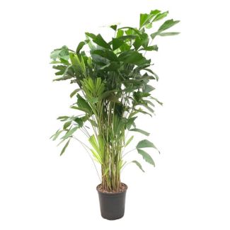 Caryota mitis - 150 cm - Ø 27 cm