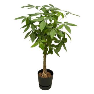 Pachira Aquatica incluant elho Greenville Round noir - 140cm - Ø30