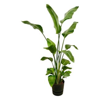 Strelitzia Nicolai incluant elho Greenville Round noir - 180 cm - Ø30
