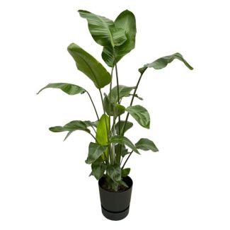 Strelitzia Nicolai avec elho Greenville Round noir - 160cm - Ø30